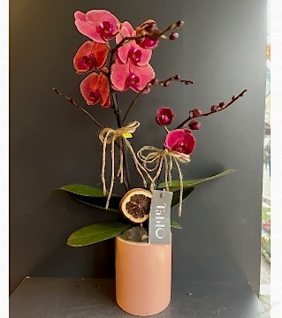 Somon Çiftli Özel Orkide