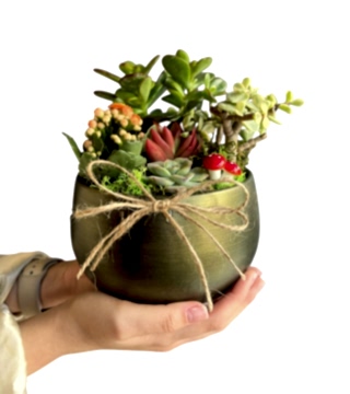 Sukulent Cıvıltısı