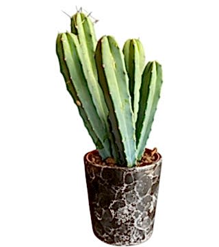 Terrakota Kaktüs Bitkisi