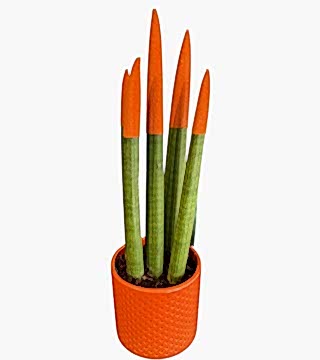 Turuncu Sansevieria