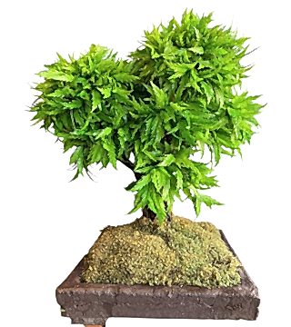 Yapay Bonsai Ağacı