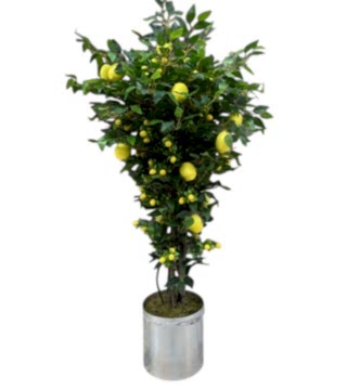 Yapay Limon Ağacı